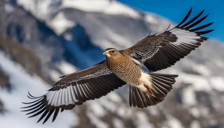 Vogelporträt: Alpensegler