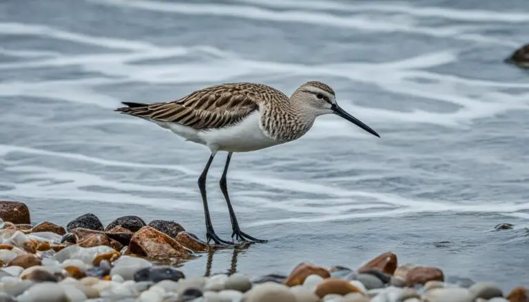 Vogelporträt: Alpenstrandläufer