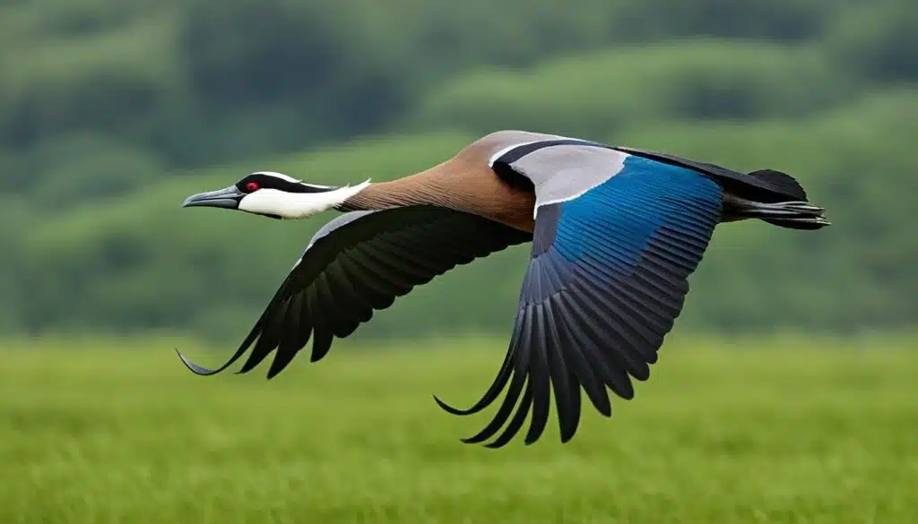 Nilgans Zugvogel