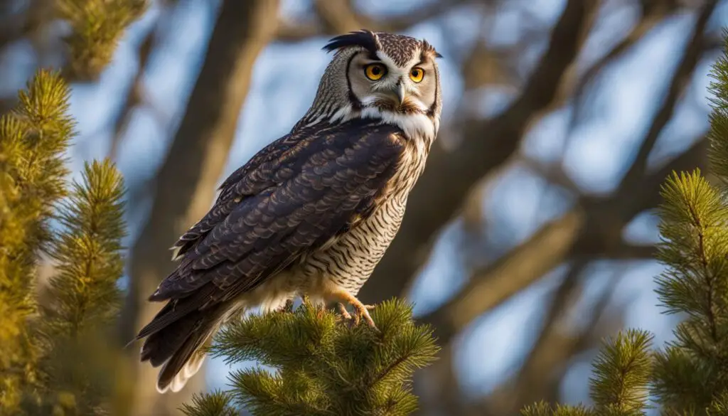 Raufußkauz Raufußkauz