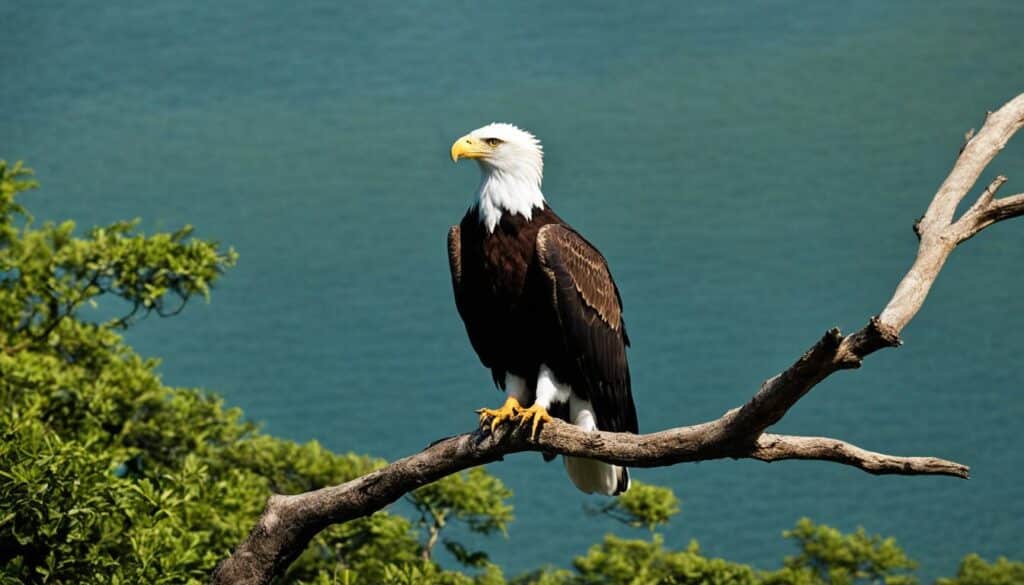 Schutzstatus des Fischadlers Schutzstatus des Fischadlers