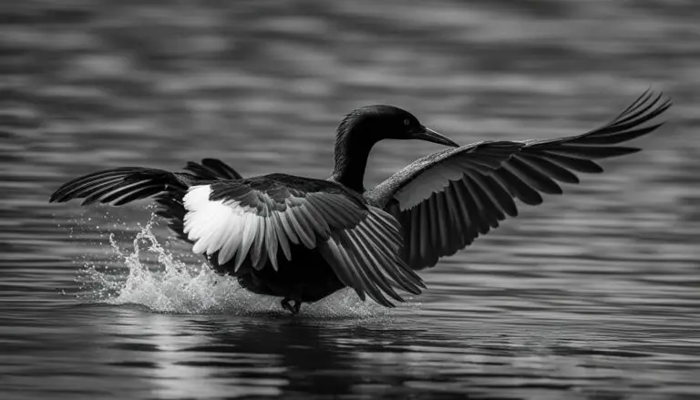 Vogelporträt: Sterntaucher