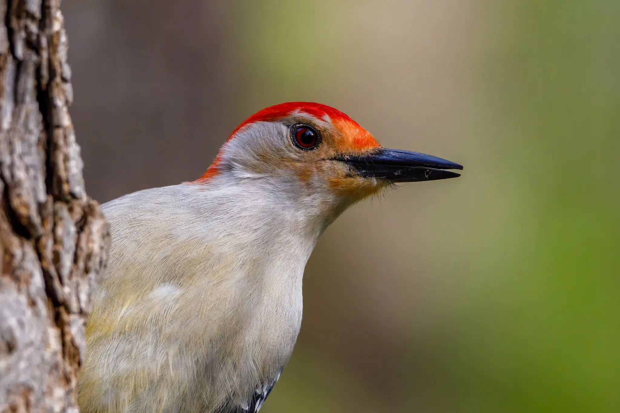 red bellied woodpecker in close up