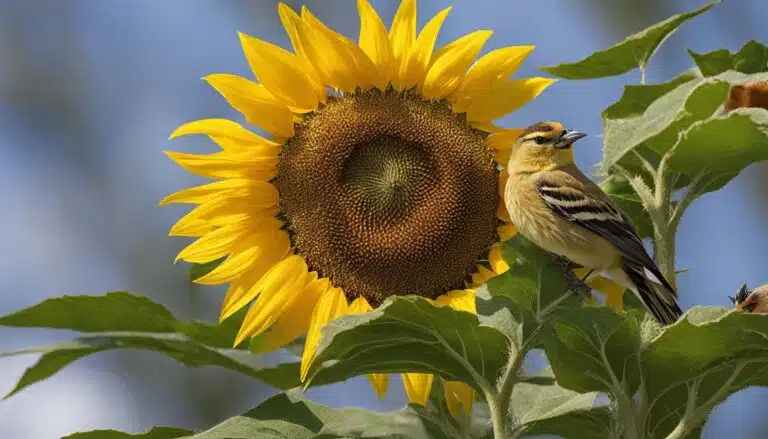 Sonnenblumenkerne für welche Vögel?