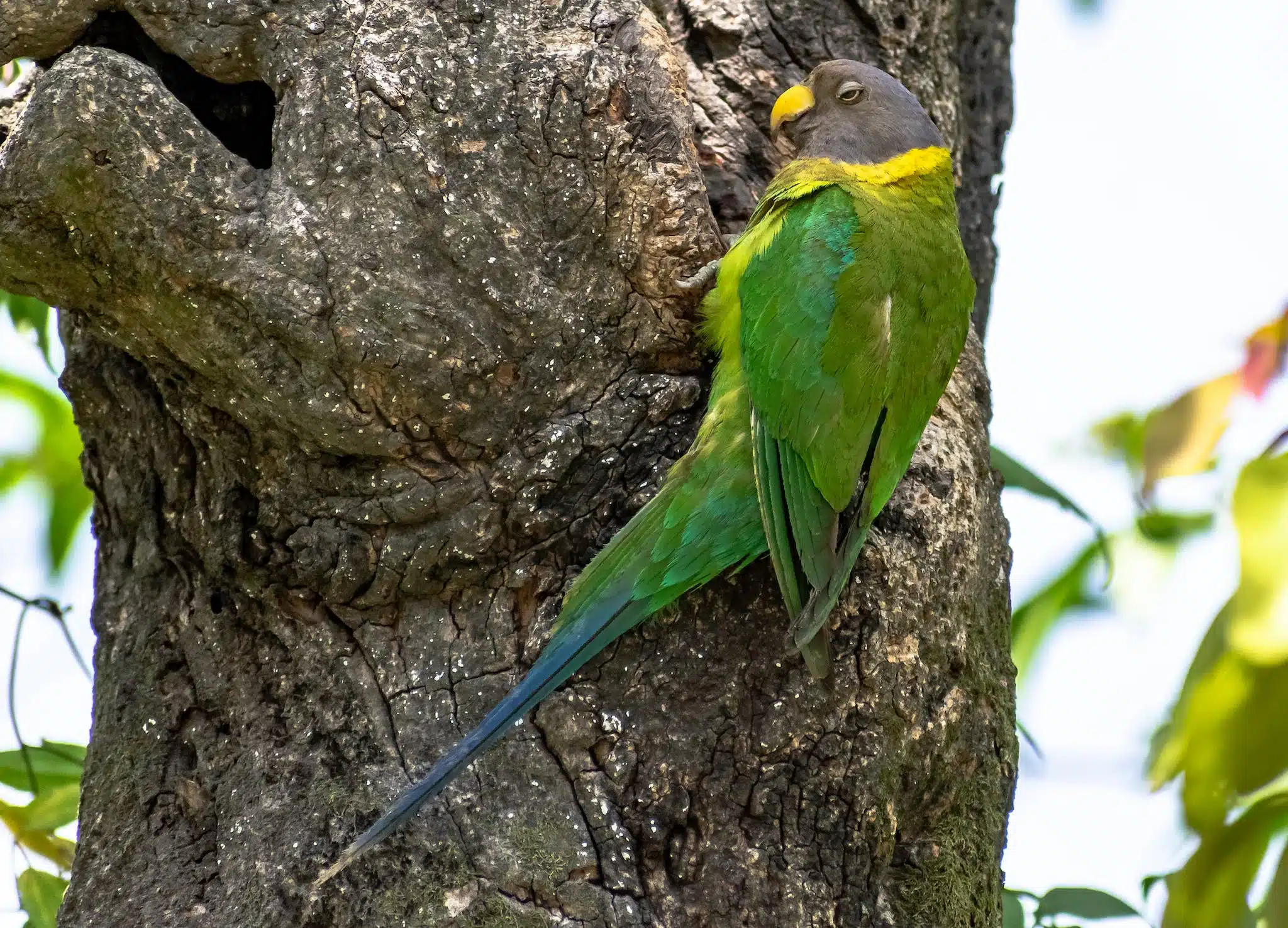 two green birds on tree