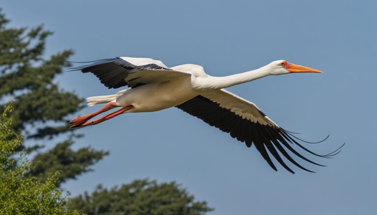 Vogelporträt: Weißstorch