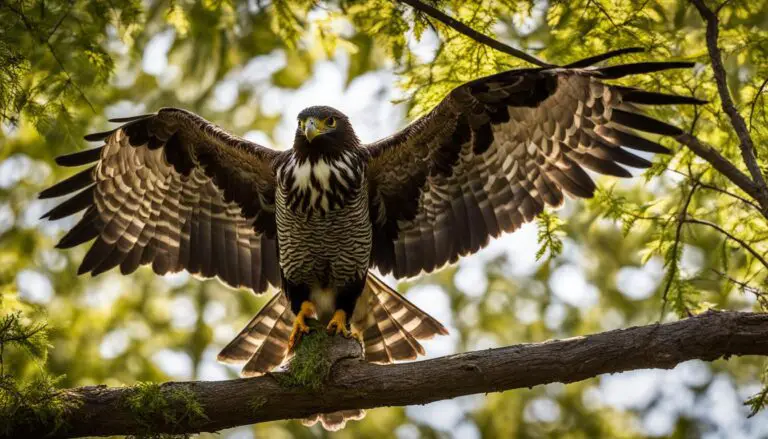 Vogelporträt: Wespenbussard