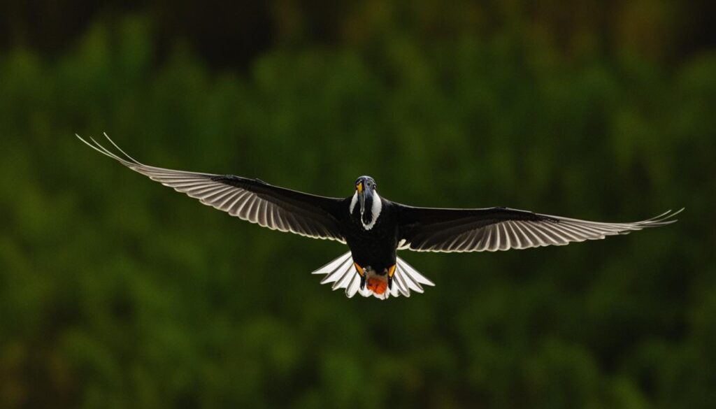 Ziegenmelker Insekten