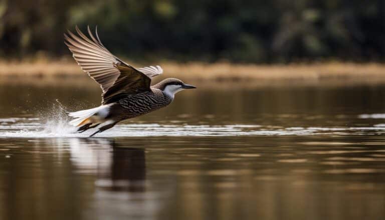 Vogelporträt: Zwergsäger