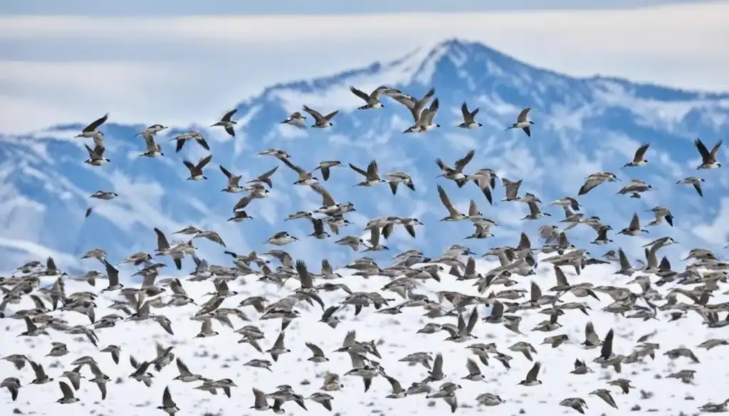 Zugvögel im Winter