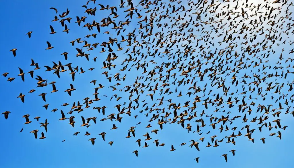 freie luftakrobatik der vögel freie luftakrobatik der vögel
